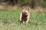 BOULEDOGUE FRANCAIS 626